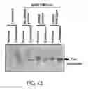 Fig. 14 - Methods and materials for increasing viral vector infectivity