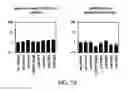 Fig. 16 - Methods and materials for increasing viral vector infectivity