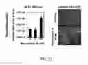 Fig. 24 - Methods and materials for increasing viral vector infectivity