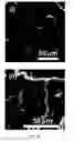 Fig. 03 - Porous polymer scaffold useful for tissue engineering in stem cell transplantation