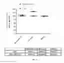 Fig. 10 - Porous polymer scaffold useful for tissue engineering in stem cell transplantation