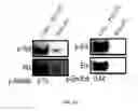 Fig. 14 - Porous polymer scaffold useful for tissue engineering in stem cell transplantation