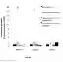 Fig. 15 - Porous polymer scaffold useful for tissue engineering in stem cell transplantation