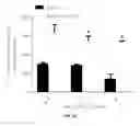 Fig. 18 - Porous polymer scaffold useful for tissue engineering in stem cell transplantation