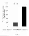 Fig. 23 - Porous polymer scaffold useful for tissue engineering in stem cell transplantation