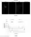 Fig. 26 - Porous polymer scaffold useful for tissue engineering in stem cell transplantation