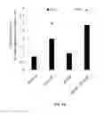 Fig. 27 - Porous polymer scaffold useful for tissue engineering in stem cell transplantation
