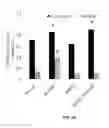 Fig. 28 - Porous polymer scaffold useful for tissue engineering in stem cell transplantation