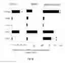 Fig. 30 - Porous polymer scaffold useful for tissue engineering in stem cell transplantation