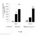 Fig. 34 - Porous polymer scaffold useful for tissue engineering in stem cell transplantation