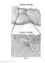 Fig. 11 - Human liver scaffolds