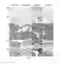 Fig. 13 - Human liver scaffolds