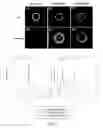 Fig. 16 - Self-replenishing boundary lubrication in hydrogels using zwitterionic polymers