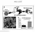 Fig. 04 - BIOTIN-AVIDIN CONTROLLED DELIVERY SYSTEMS