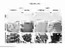 Fig. 14 - DERIVATION OF FIBROCHONDROCYTES FROM PROGENITOR CELLS