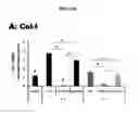 Fig. 15 - DERIVATION OF FIBROCHONDROCYTES FROM PROGENITOR CELLS