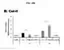 Fig. 16 - DERIVATION OF FIBROCHONDROCYTES FROM PROGENITOR CELLS