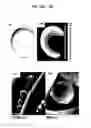 Fig. 19 - DERIVATION OF FIBROCHONDROCYTES FROM PROGENITOR CELLS