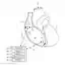 Fig. 01 - Rate responsive cardiac pacing control using posture
