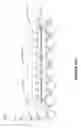 Fig. 31 - APPARATUS AND METHOD FOR FOOT AND SHIN EXERCISE