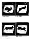 Fig. 34 - Synthesis of superposition shape images by light interacting with layers of lenslets