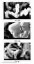 Fig. 07 - Methods for Synthesizing Graphene from a Lignin Source