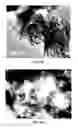 Fig. 09 - Methods for Synthesizing Graphene from a Lignin Source