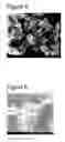 Fig. 04 - Calcium carbonate microparticles and processes for preparing them