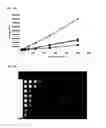 Fig. 12 - CYANINE COMPOUNDS
