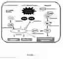 Fig. 03 - Benzamide or benzamine compounds useful as anticancer agents for the treatment of human cancers