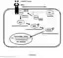 Fig. 05 - Benzamide or benzamine compounds useful as anticancer agents for the treatment of human cancers