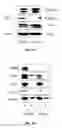 Fig. 08 - Compositions and Methods of Treatment of Cancers