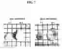 Fig. 08 - Apparatus for clearing tissue using electrophoresis