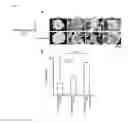 Fig. 04 - Culture medium for pluripotent stem cells