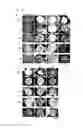 Fig. 05 - Culture medium for pluripotent stem cells