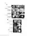 Fig. 08 - Culture medium for pluripotent stem cells