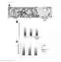 Fig. 09 - Culture medium for pluripotent stem cells