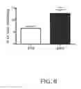 Fig. 07 - Proliferative primary human Sertoli cell cultures and their applications