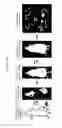 Fig. 02 - SCALABLE ORGANOTYPIC MODELS OF TUMOR DORMANCY
