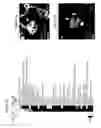 Fig. 06 - SCALABLE ORGANOTYPIC MODELS OF TUMOR DORMANCY