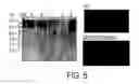 Fig. 06 - RAAV-based compositions and methods for treating amyotrophic lateral sclerosis