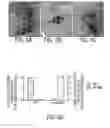 Fig. 07 - RAAV-based compositions and methods for treating amyotrophic lateral sclerosis