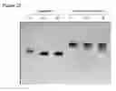 Fig. 28 - POLYNUCLEOTIDE CONSTRUCTS HAVING BIOREVERSIBLE AND NON-BIOREVERSIBLE GROUPS