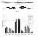 Fig. 02 - Tale transcriptional activators