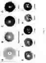 Fig. 02 - METHODS FOR INCREASING THE ANTHOCYANIN CONTENT OF CITRUS FRUIT