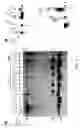 Fig. 06 - METHODS FOR INCREASING THE ANTHOCYANIN CONTENT OF CITRUS FRUIT