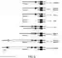 Fig. 07 - METHODS FOR INCREASING THE ANTHOCYANIN CONTENT OF CITRUS FRUIT