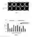 Fig. 04 - METHOD FOR BACTERIAL GENOME EDITING