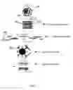 Fig. 02 - T-enhanced blocking oligonucleotides and baits for improved target enrichment and reduced off-target selection