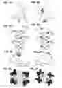 Fig. 03 - Tripodal nitrate receptor